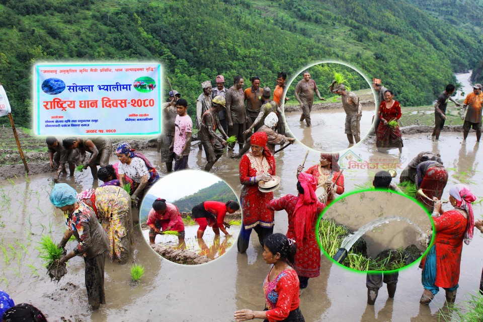 सिँचाई अभावमा पाईपको पानीबाटै रोपाई गरेर सोक्लामा मनाईयो धान दिवस (भिडियोसहित)